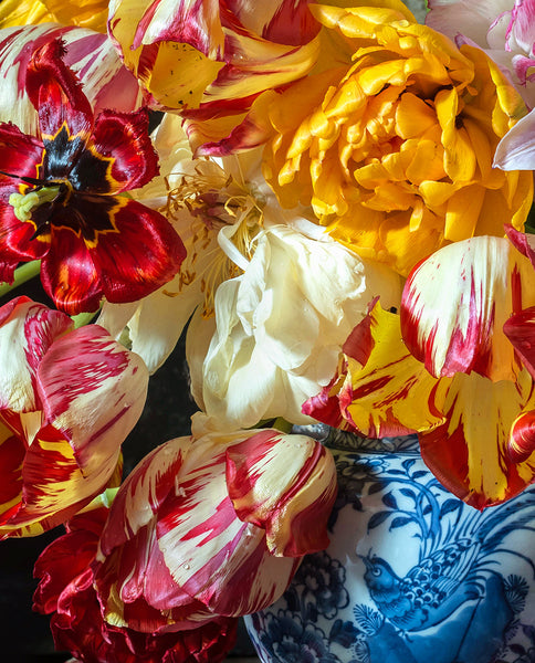 A fine art print with Parrot and Rembrandt tulips in shades of gold, red, white, and lilac, arranged in an antique blue-and-white vase. The petals have dramatic ruffled edges and painterly streaks, with fallen blossoms scattered on a rustic wooden table.