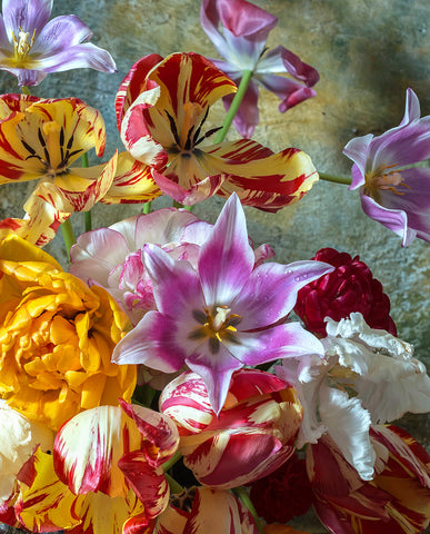 A fine art print with Parrot and Rembrandt tulips in shades of gold, red, white, and lilac, arranged in an antique blue-and-white vase. The petals have dramatic ruffled edges and painterly streaks, with fallen blossoms scattered on a rustic wooden table.
