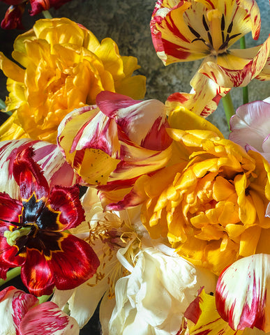 A fine art print with Parrot and Rembrandt tulips in shades of gold, red, white, and lilac, arranged in an antique blue-and-white vase. The petals have dramatic ruffled edges and painterly streaks, with fallen blossoms scattered on a rustic wooden table.