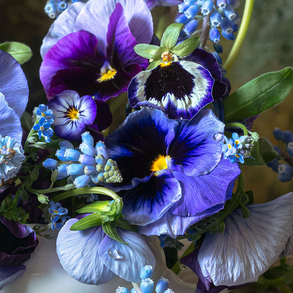 A fine art print with floral still life featuring deep blue pansies, muscari, and forget-me-nots in a vintage white porcelain bowl, set against a textured background with a porcelain bunny figurine.